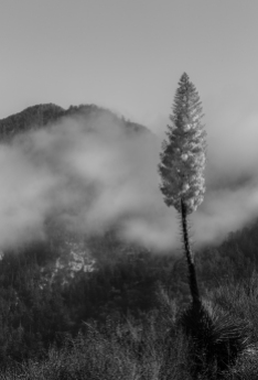 Mountain Cloud Yucca
